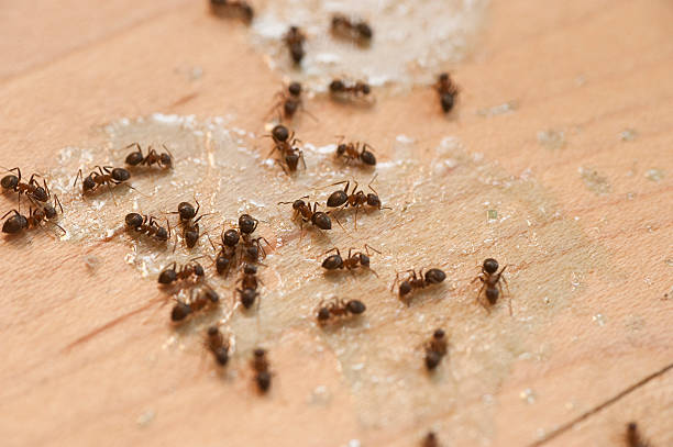 Best Termite Control Services  in Monticello, FL