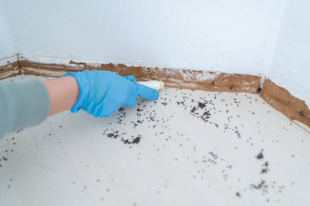 Best Wasp Removal Services  in Monticello, FL